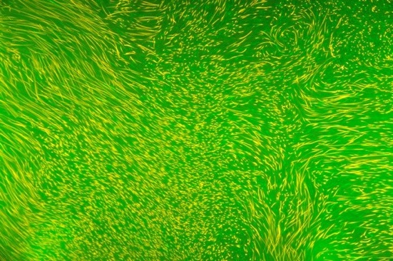 fluo